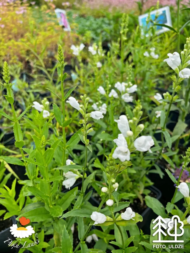 Physostegia virginiana   'Summer Snow'
